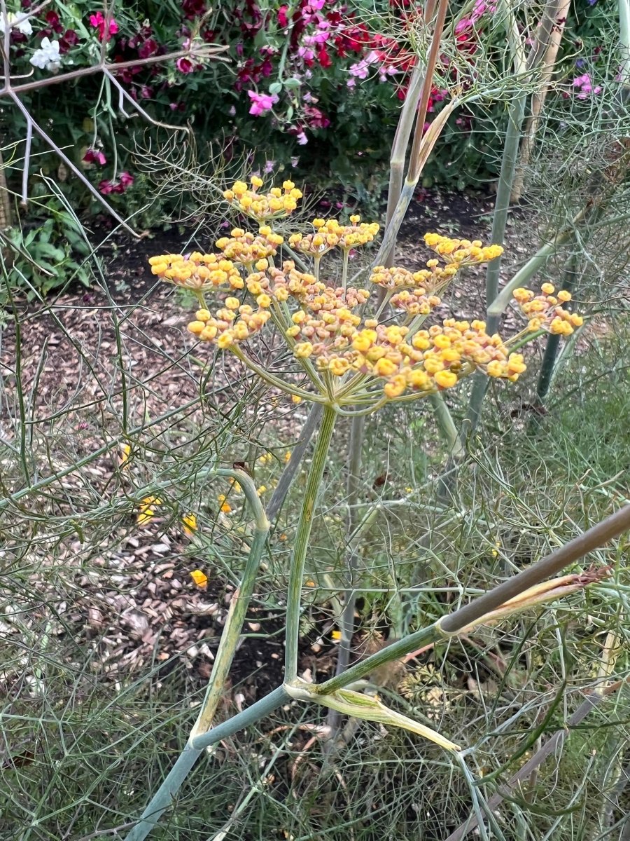 Bronze Fennel - Dandys Landscape Supplies