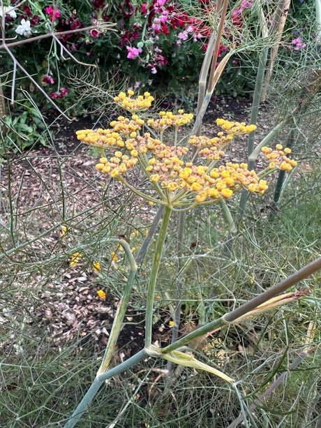 Bronze Fennel - Dandys Landscape Supplies