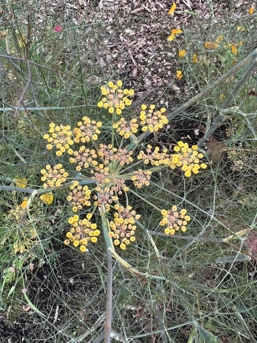 Bronze Fennel - Dandys Landscape Supplies