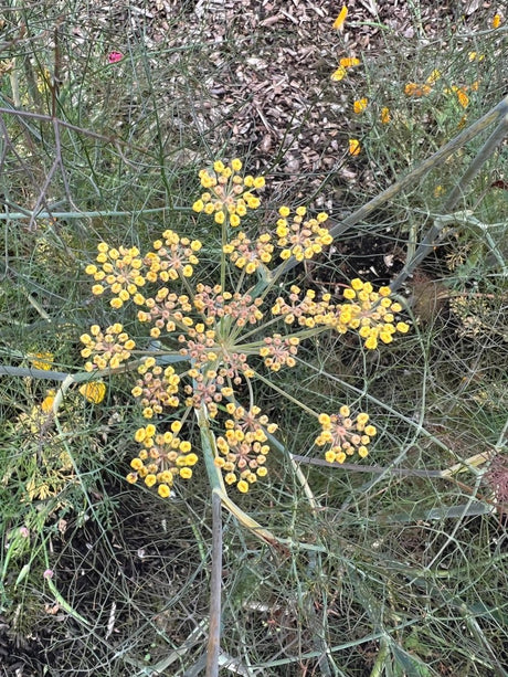 Bronze Fennel - Dandys Landscape Supplies