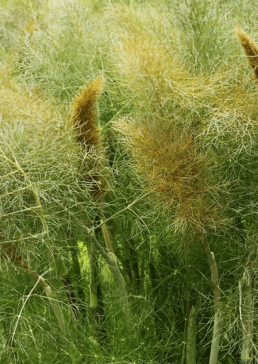 Bronze Fennel Seeds - Dandys Landscape Supplies