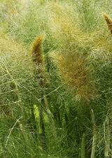 Bronze Fennel Seeds - Dandys Landscape Supplies