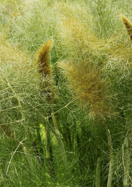 Bronze Fennel Seeds - Dandys Landscape Supplies