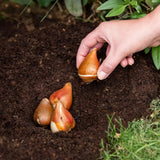 Bulb Planting & Potting Mix 20ltr Bulk Buy - Dandys Landscape Supplies