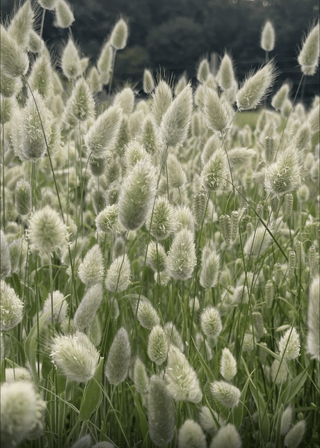 Bunny Tails - Lagurus Ovatus - Dandys Landscape Supplies