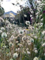 Bunny Tails - Lagurus Ovatus Seeds - Dandys Landscape Supplies