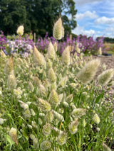 Bunny Tails - Lagurus Ovatus Seeds - Dandys Landscape Supplies