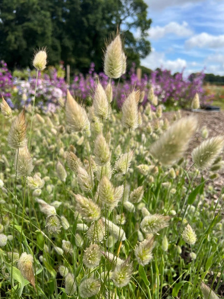Bunny Tails - Lagurus Ovatus Seeds - Dandys Landscape Supplies