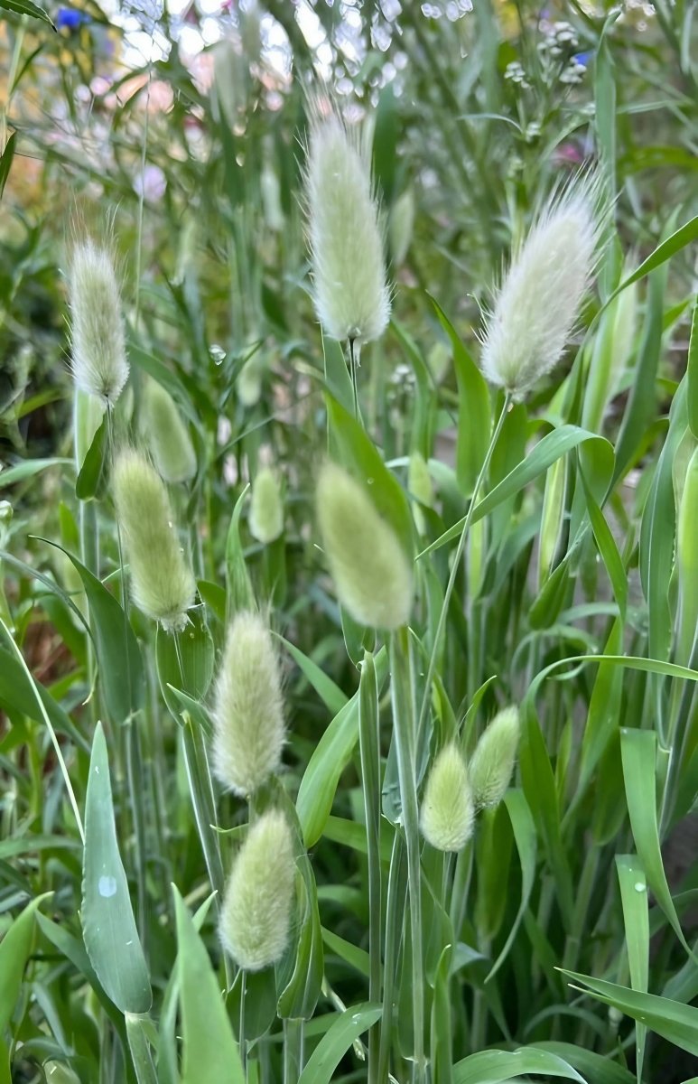 Bunny Tails - Lagurus Ovatus Seeds - Dandys Landscape Supplies