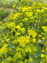 Bupleurum Griffithii Seeds - Dandys Landscape Supplies