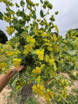 Bupleurum Griffithii Seeds - Dandys Landscape Supplies