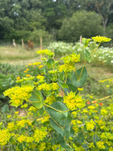 Bupleurum Griffithii Seeds - Dandys Landscape Supplies