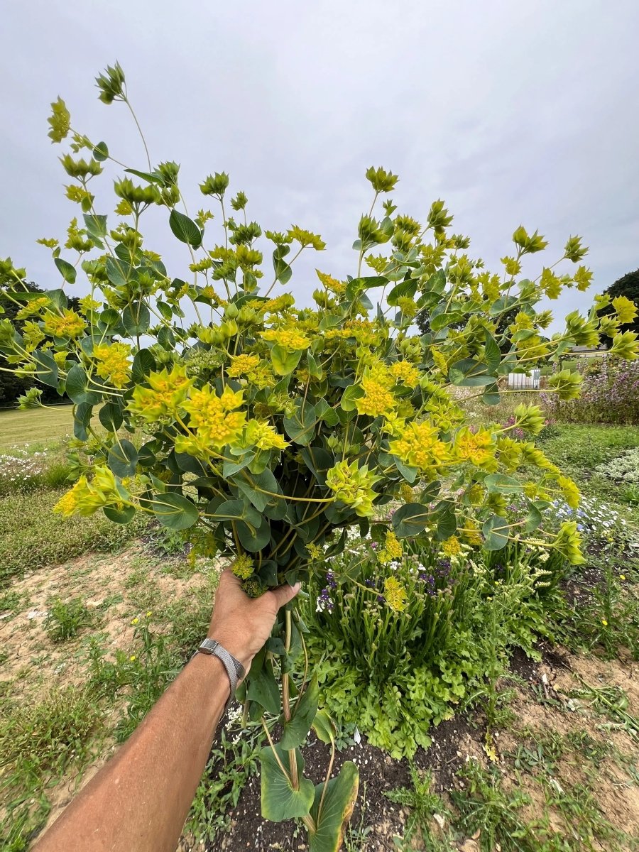 Bupleurum Griffithii Seeds - Dandys Landscape Supplies