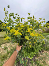 Bupleurum Griffithii Seeds - Dandys Landscape Supplies