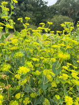 Bupleurum Griffithii Seeds - Dandys Landscape Supplies
