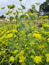Bupleurum Griffithii Seeds - Dandys Landscape Supplies