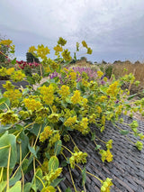 Bupleurum Griffithii Seeds - Dandys Landscape Supplies