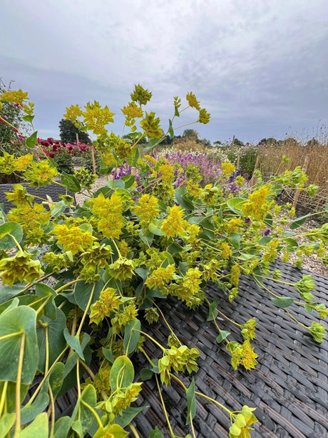 Bupleurum Griffithii Seeds - Dandys Landscape Supplies