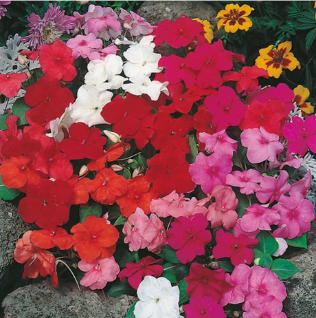 Busy Lizzie - Safari Mixed Flower Seeds - Dandys Landscape Supplies