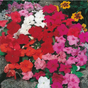 Busy Lizzie - Safari Mixed Flower Seeds - Dandys Landscape Supplies