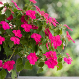 Busy Lizzie - Safari Mixed Flower Seeds - Dandys Landscape Supplies