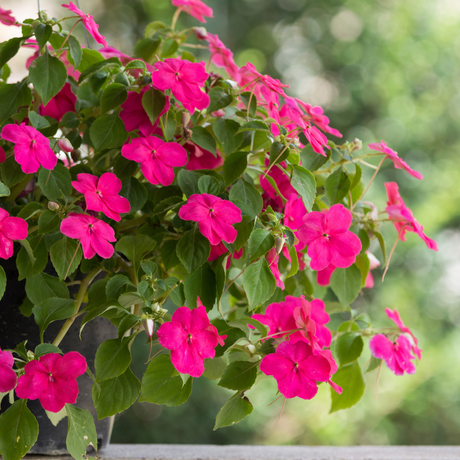 Busy Lizzie - Safari Mixed Flower Seeds - Dandys Landscape Supplies