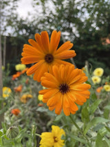 Calendula Art Shades Mixed Seeds - Dandys Landscape Supplies