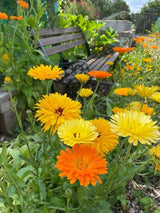 Calendula Art Shades Mixed Seeds - Dandys Landscape Supplies