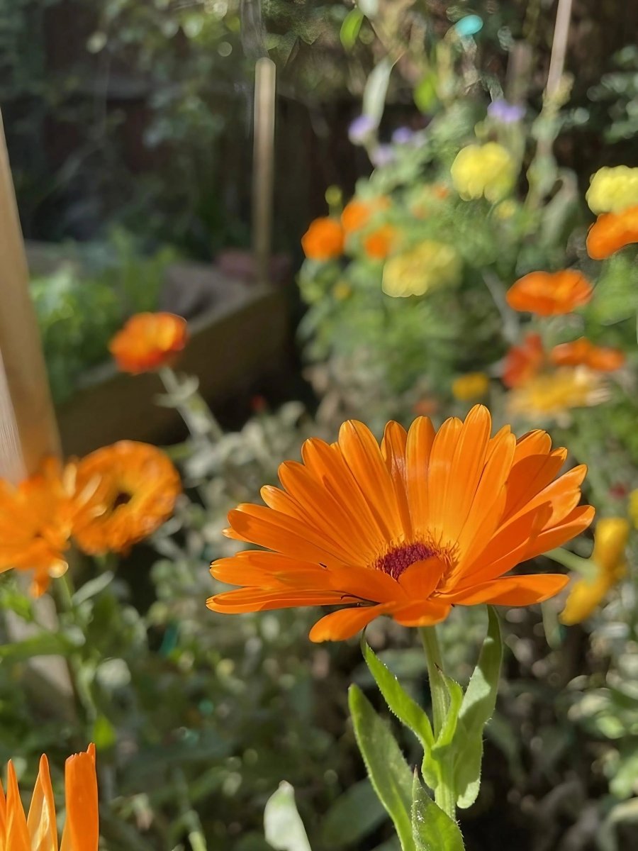 Calendula Art Shades Mixed Seeds - Dandys Landscape Supplies