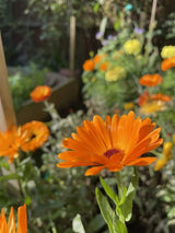 Calendula Art Shades Mixed Seeds - Dandys Landscape Supplies