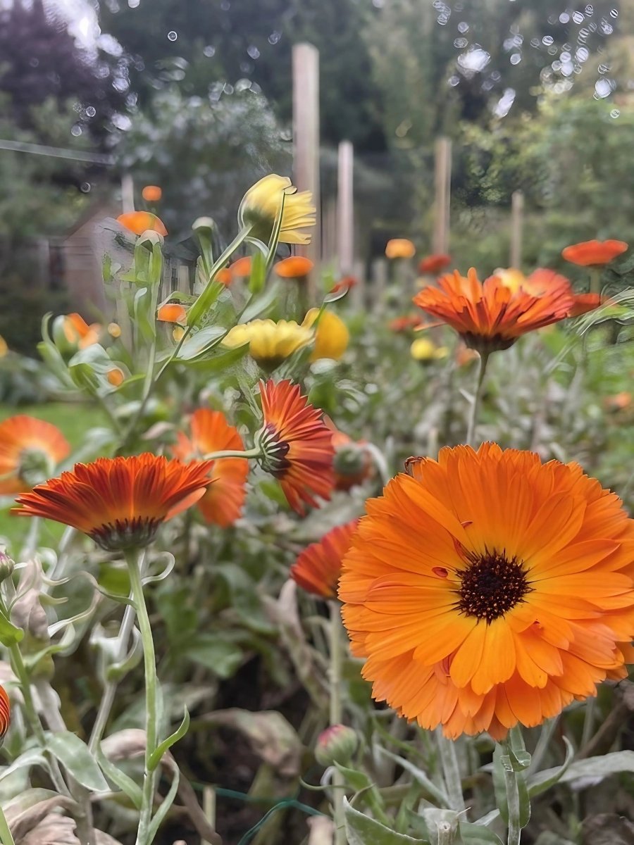 Calendula Art Shades Mixed Seeds - Dandys Landscape Supplies