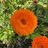 Calendula Neon Seeds - Dandys Landscape Supplies