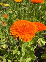 Calendula Neon Seeds - Dandys Landscape Supplies