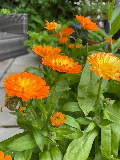 Calendula Oopsy Daisy - Dandys Landscape Supplies