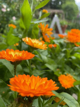 Calendula Oopsy Daisy Seeds - Dandys Landscape Supplies