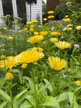 Calendula Pacific Beauty Cream Seeds - Dandys Landscape Supplies