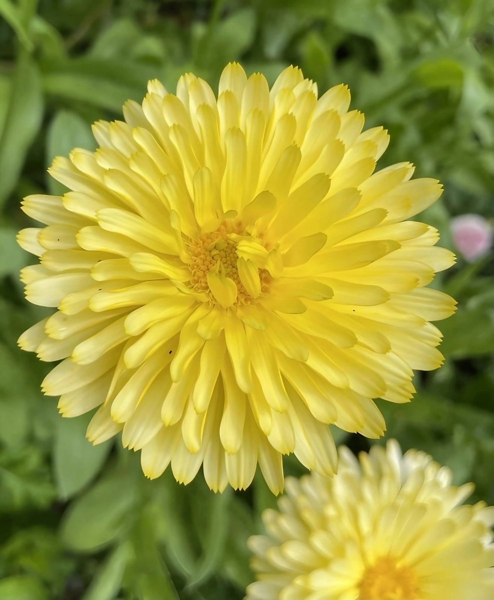Calendula Pacific Beauty Cream Seeds - Dandys Landscape Supplies