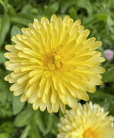 Calendula Pacific Beauty Cream Seeds - Dandys Landscape Supplies