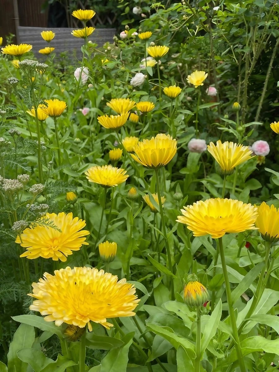 Calendula Pacific Beauty Cream Seeds - Dandys Landscape Supplies