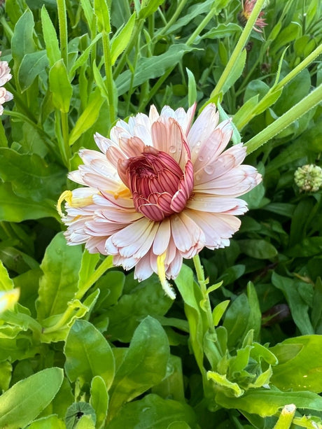 Calendula Sherbet Fizz Seeds - Dandys Landscape Supplies