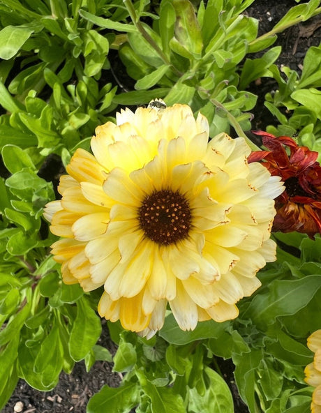 Calendula Snow Princess - Dandys Landscape Supplies