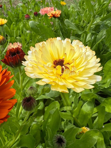 Calendula Snow Princess - Dandys Landscape Supplies