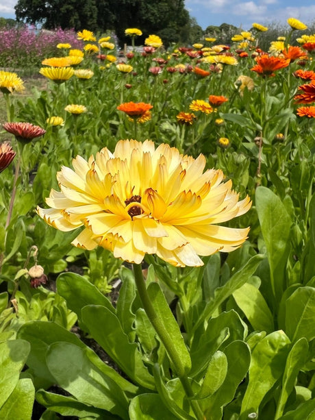 Calendula Snow Princess - Dandys Landscape Supplies