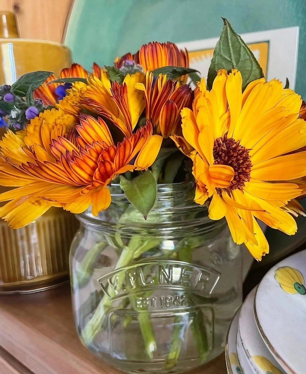 Calendula Touch of Red Seeds - Dandys Landscape Supplies