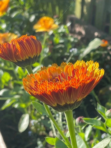 Calendula Touch of Red Seeds - Dandys Landscape Supplies