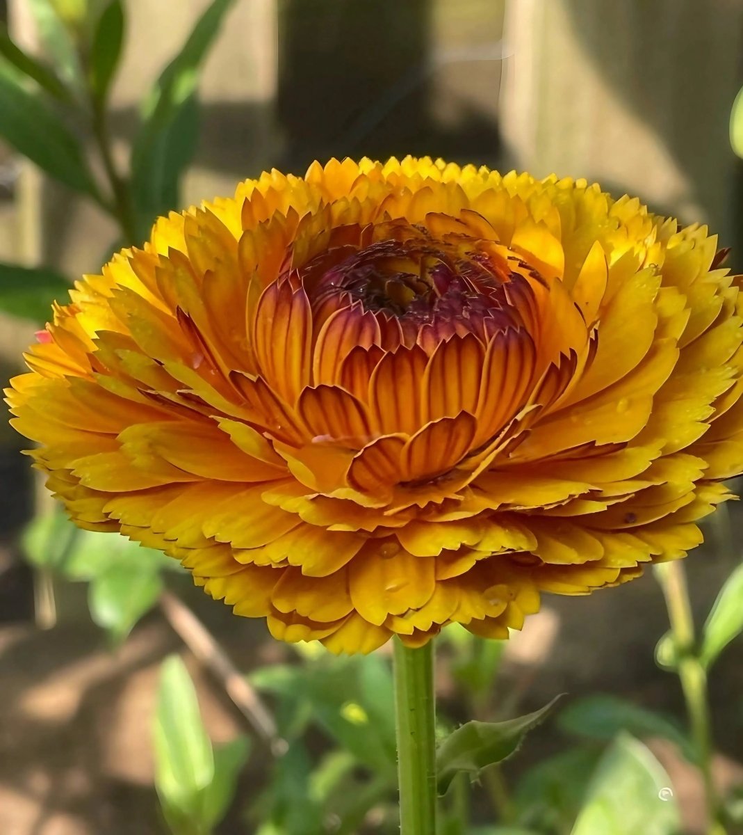 Calendula Touch of Red Seeds - Dandys Landscape Supplies