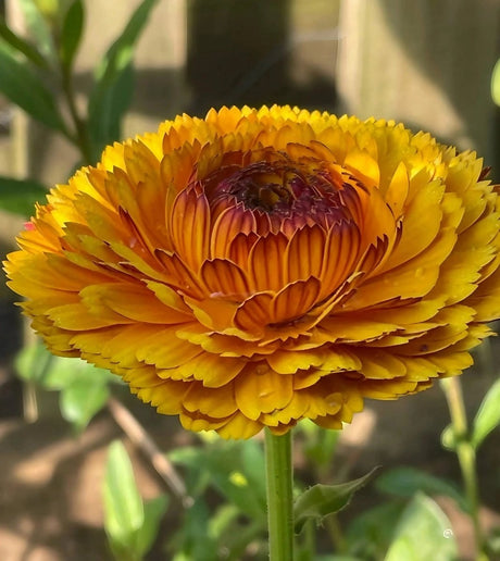 Calendula Touch of Red Seeds - Dandys Landscape Supplies