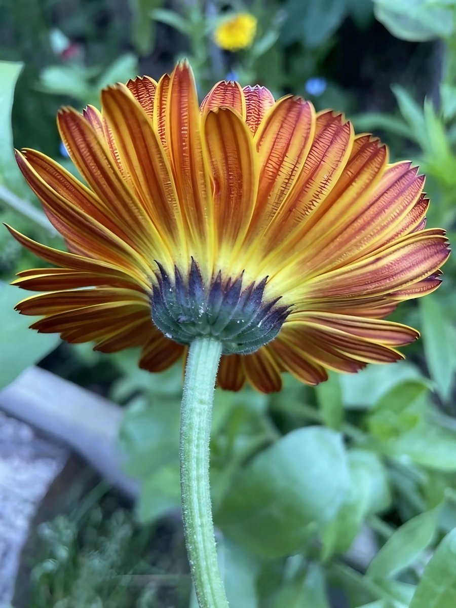 Calendula Touch of Red Seeds - Dandys Landscape Supplies