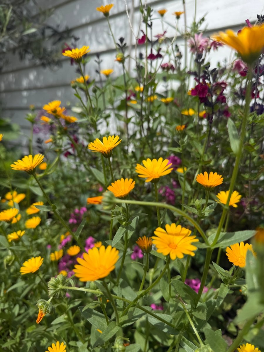 Calendula Wintersun - Dandys Landscape Supplies