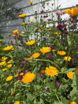 Calendula Wintersun - Dandys Landscape Supplies